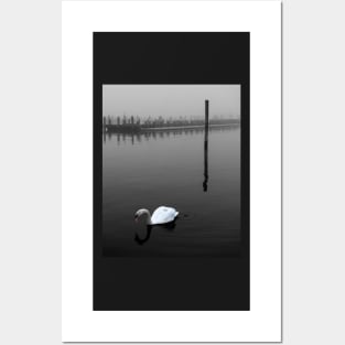 Quiet swan Posters and Art